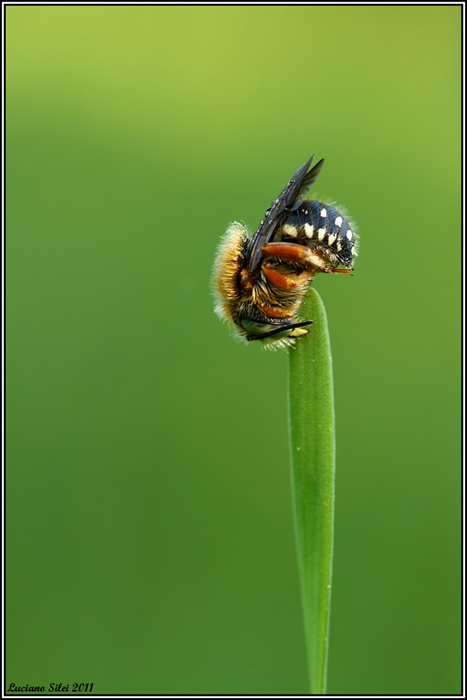 Apidae Megachilinae: Anthidium sp. o Anthidiellum sp.